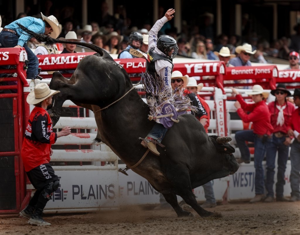 Bull rider competing at the Calgary Stampede rodeo